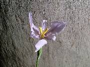 Calydorea amabalis